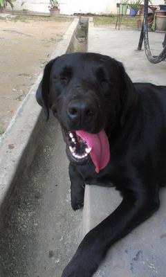 Alice/lise - Labrador Retriever Dog