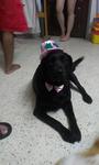 Alice/lise - Labrador Retriever Dog