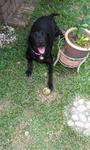 Alice/lise - Labrador Retriever Dog