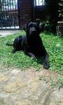 Alice/lise - Labrador Retriever Dog