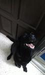 Alice/lise - Labrador Retriever Dog