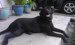 Alice/lise - Labrador Retriever Dog