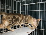 Male Marble Bengal Cat - Bengal Cat