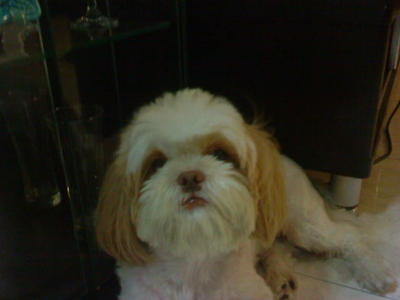 Jessy - Shih Tzu + Pekingese Dog