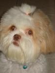 Jessy - Shih Tzu + Pekingese Dog