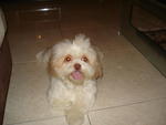 Jessy - Shih Tzu + Pekingese Dog