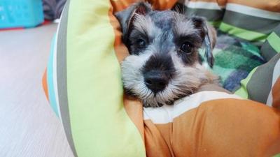 Tiny Miniature Schnauzer   - Schnauzer Dog