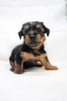 Female Puppy - Silky Terrier Dog