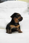 Female Puppy - Silky Terrier Dog