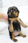 Female Puppy - Silky Terrier Dog