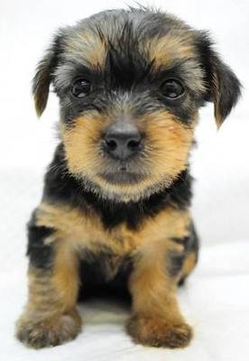 Female Puppy 3 - Silky Terrier Dog