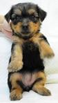 Female Puppy 3 - Silky Terrier Dog