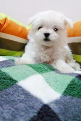 Maltese Father Taiwan Imported - Maltese Dog
