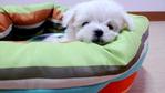 Maltese Father Taiwan Imported - Maltese Dog