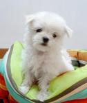 Maltese Father Taiwan Imported - Maltese Dog
