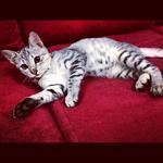 Chopper Jr - Egyptian Mau + Tabby Cat