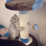 Chopper Jr - Egyptian Mau + Tabby Cat