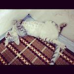 Chopper Jr - Egyptian Mau + Tabby Cat