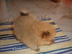 Pom Puppy  - Pomeranian Dog