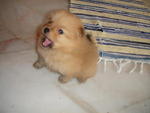 Pom Puppy  - Pomeranian Dog