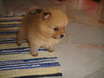 Pom Puppy  - Pomeranian Dog