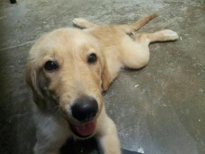 Milo - Golden Retriever Dog