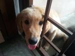 Milo - Golden Retriever Dog