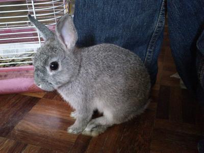 PF31879 - Netherland Dwarf Rabbit