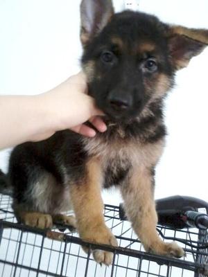 German Shepherd For Sale - German Shepherd Dog Dog