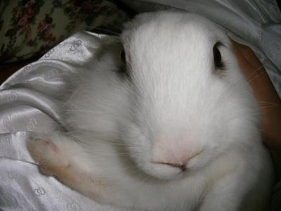 Bubble - Angora Rabbit Rabbit