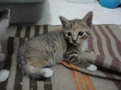 Tiger, Boboi, Comel And Grayson - Domestic Short Hair Cat