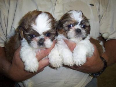 Minia - Shih Tzu Dog