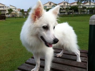 Cookie - German Spitz Dog