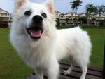 Cookie - German Spitz Dog