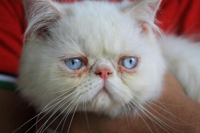 Cotton - Persian + Himalayan Cat