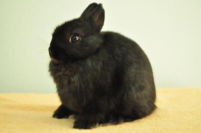 Netherland Dwarf - Black 4 - Netherland Dwarf Rabbit