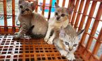 4 Kittens - Domestic Short Hair Cat