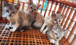 4 Kittens - Domestic Short Hair Cat