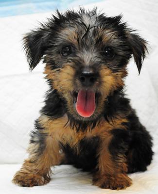 Pure Breed Silky Terrier - Silky Terrier Dog