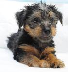 Pure Breed Silky Terrier - Silky Terrier Dog