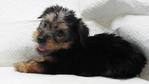 Pure Breed Silky Terrier - Silky Terrier Dog