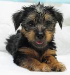 Pure Breed Silky Terrier - Silky Terrier Dog