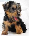 Pure Breed Silky Terrier - Silky Terrier Dog