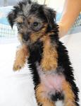 Pure Breed Silky Terrier - Silky Terrier Dog