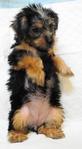 Pure Breed Silky Terrier - Silky Terrier Dog