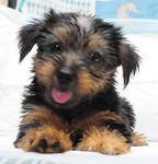 Pure Breed Silky Terrier - Silky Terrier Dog