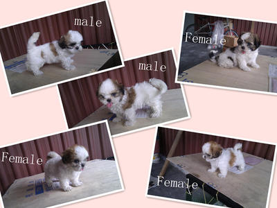 Shih Tzu Puppy - Shih Tzu Dog