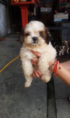 Shih Tzu For Sales(Born 8 April 12) - Shih Tzu Dog