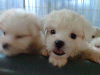 Maltese Happy.cute - Maltese Dog