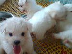 Maltese Happy.cute - Maltese Dog